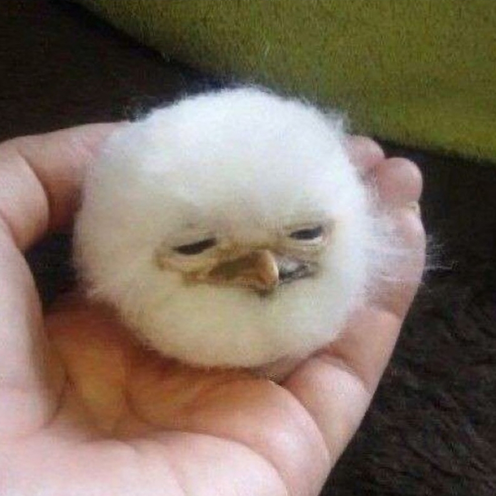 Meet your Posher, Tara